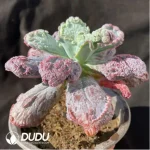 Echeveria Baron Bold - Image 2