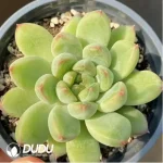 Echeveria Jade Beauty - Image 2