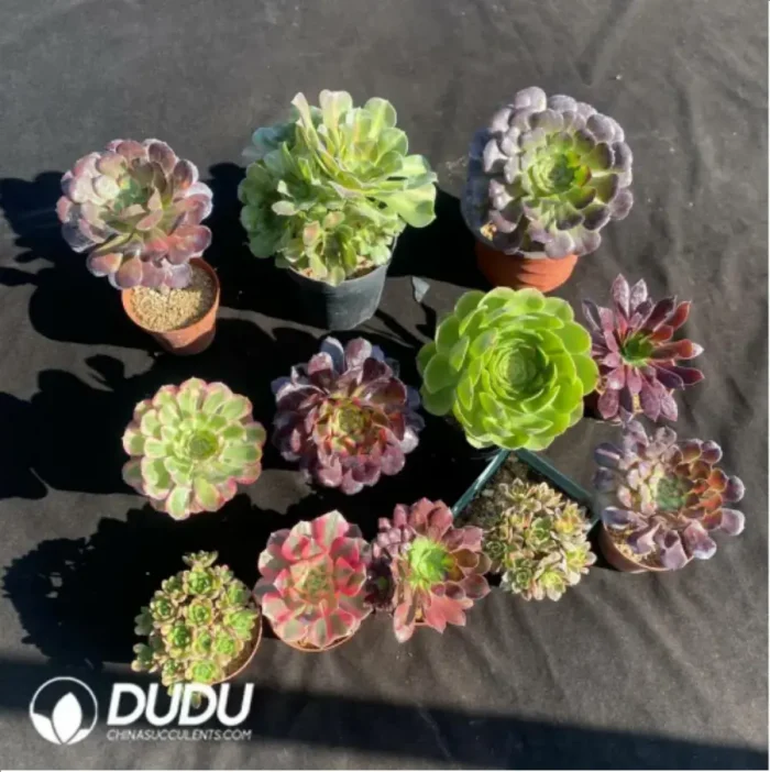 DuDu Aeonium Collocation 2 - Image 2