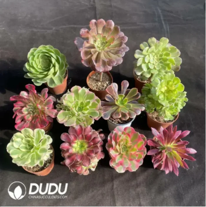 DuDu Aeonium Collocation 1 - Image 2