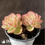 Echeveria Melon Double Heads - Image 2