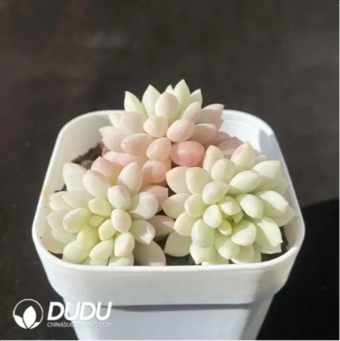 Echeveria Cute Beans Variegated Clustering - Image 2