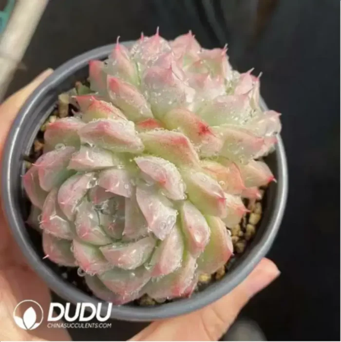 Echeveria peach smoked double - Image 2