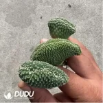 Strombocactus disciformis - Image 2