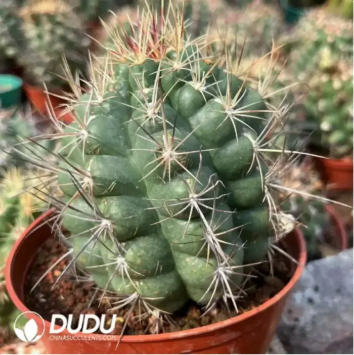 Cactus-Thelo?bicolor - Image 2