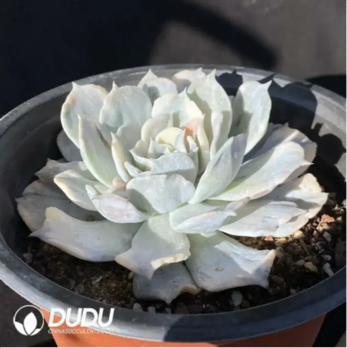 Echeveria Lilacina Variegated - Image 2