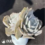 Echeveria Lilacina Marble Double Heads - Image 2