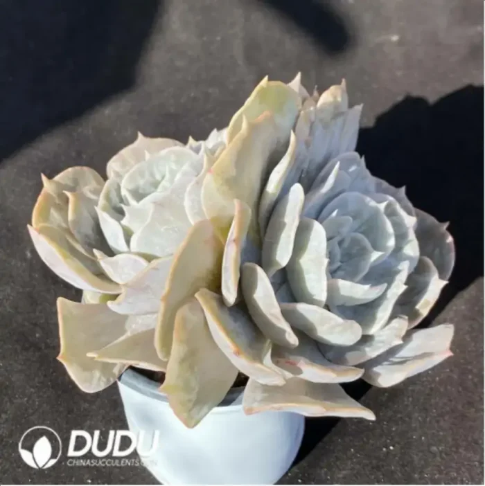 Echeveria Lilacina Marble Double Heads - Image 2