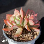 Echeveria Luella Clustering - Image 2