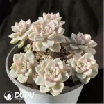 Echeveria Pretty in Pink Variegated Clustering - Image 2