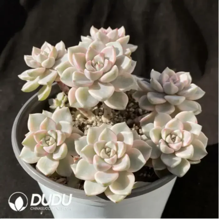 Echeveria Pretty in Pink Variegated Clustering - Image 2