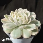Echeveria Onslow Variegated (Large) - Image 2