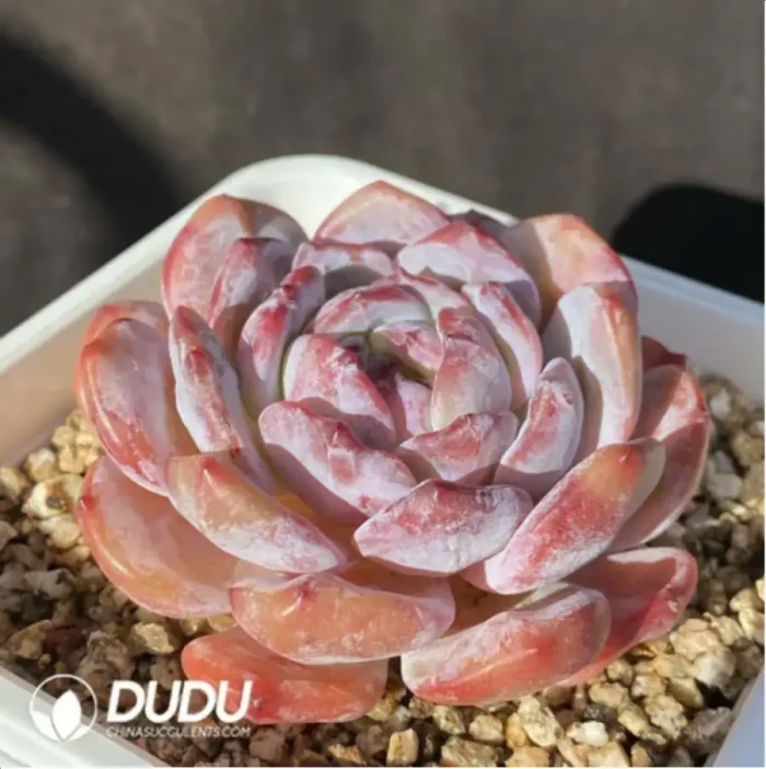 Echeveria Winslet C - Image 2