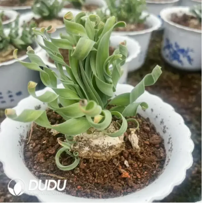 Obregonia denegrii(Scattered Clustering) - Image 2