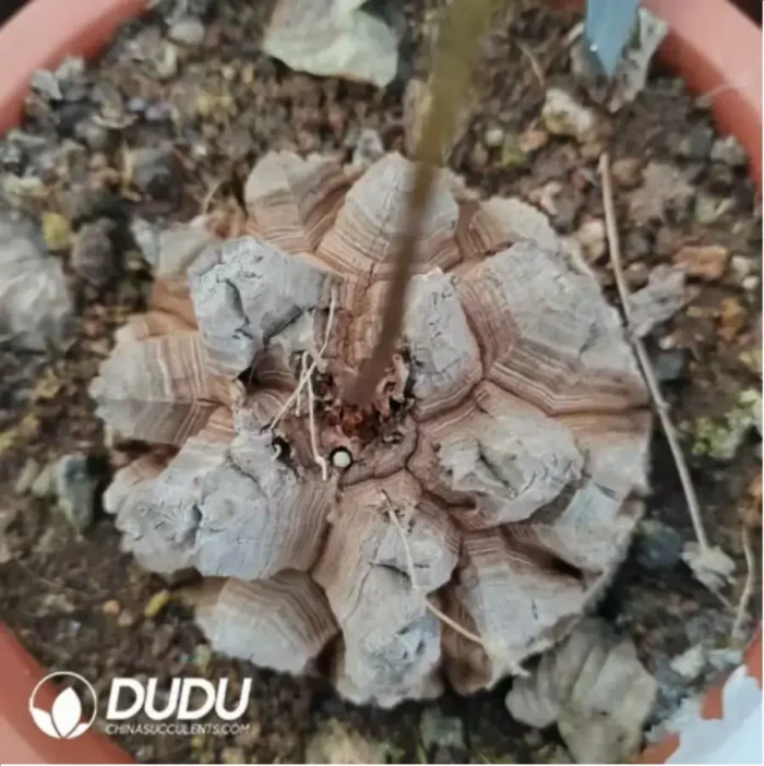 Dicrocaulon Big Clustering - Image 2