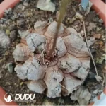 Dioscorea elephantipes (L'H??r.) Engl. - Image 2