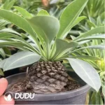 Euphorbia hypogaea - Image 2