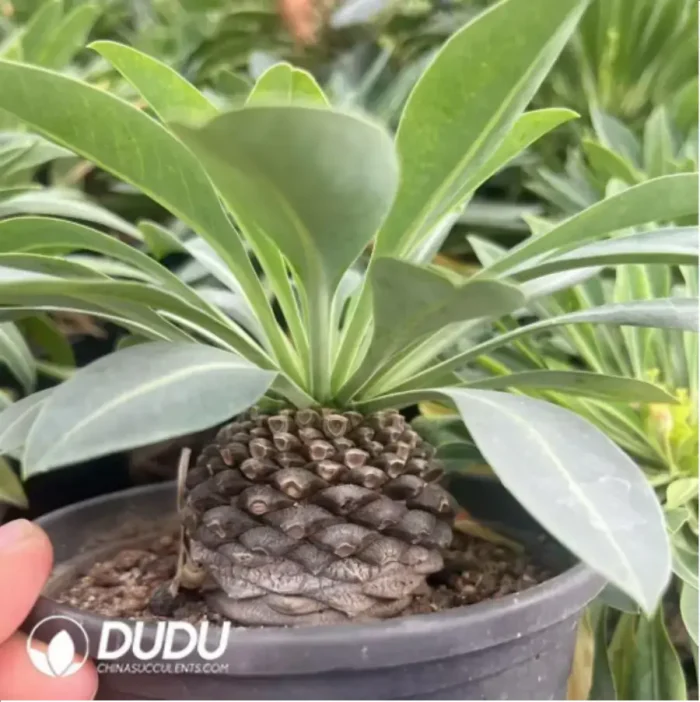 Euphorbia hypogaea - Image 2