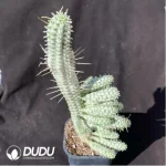 Euphorbia mammillaris f. Variegata - Image 2