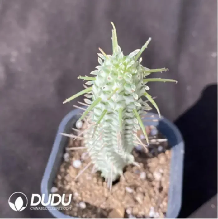 Euphorbia mammillaris f. Variegata - Image 2