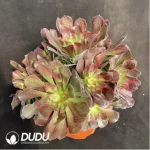 Aeonium fireworks Clustering - Image 2