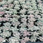 105Pcs/Tray Pachyphytum Pink Lover Seedlings(Mix & Match 5+) - Image 2