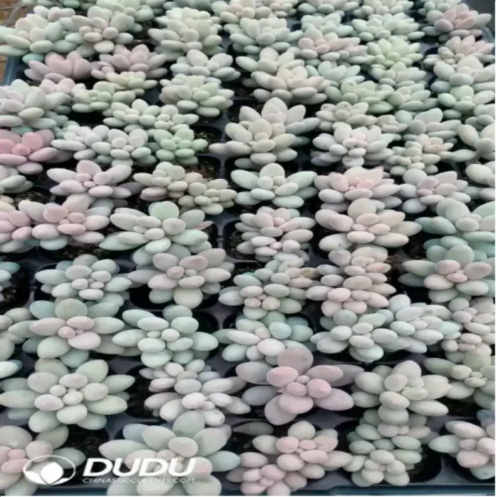 105Pcs/Tray Pachyphytum Pink Lover Seedlings(Mix & Match 5+) - Image 2