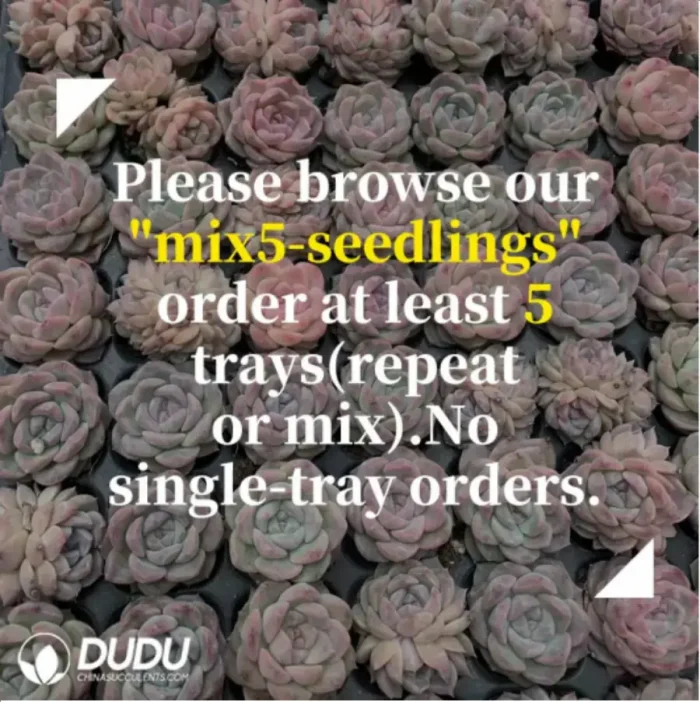 105Pcs/Tray Sedum Berry Seedlings(Mix & Match 5+) - Image 2