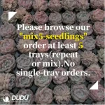105Pcs/Tray Echeveria Soul Fairy Seedlings(Mix & Match 5+) - Image 2