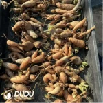 Pelargonium-Triste - Image 2