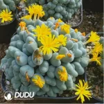 Conophytum luiseae Clustering - Image 2