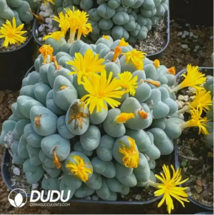 Conophytum luiseae Clustering - Image 2