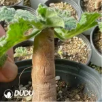 Pelargonium-Triste - Image 2