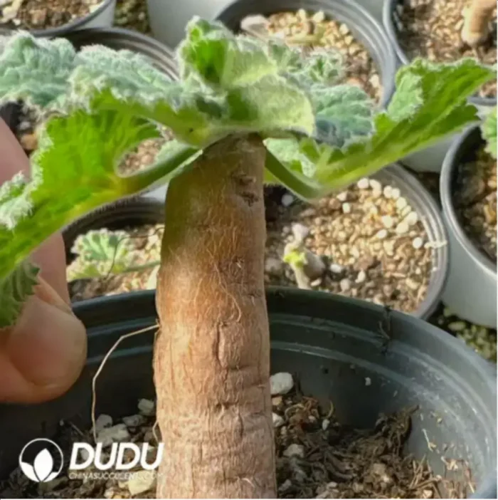 Pelargonium-Triste - Image 2