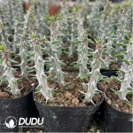 Alluaudia procera(5pcs/pot) - Image 2