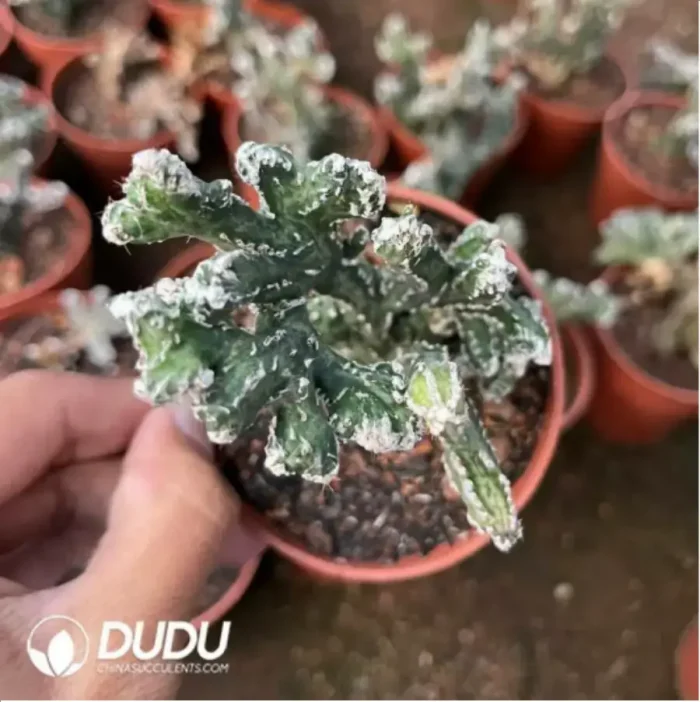 Cereus spegazzinii - Image 2