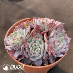 Echeveria Laulensis - Image 2