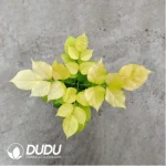 5.14/Pcs Radermachera Gold hainanensis Merr.(Plant)(100Pcs?? - Image 2