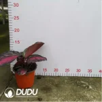 1.71/Pcs Marantaceae Calathea roseopicta"Crimson Green"(Reservations required)(Plant)(100Pcs?? - Image 2