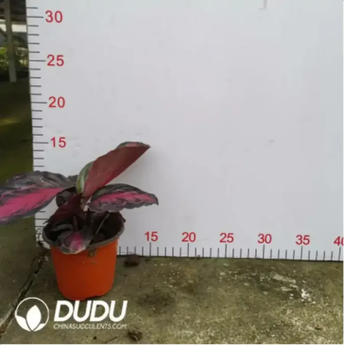 1.71/Pcs Marantaceae Calathea roseopicta"Crimson Green"(Reservations required)(Plant)(100Pcs?? - Image 2