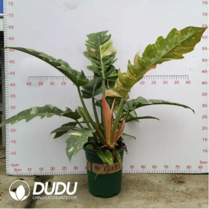 8.57/Pcs Philodendron Fire Velvet Philodendron(Reservations required)(Plant)(20Pcs?? - Image 2