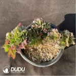 Aeonium Athena Cristata-6 - Image 2