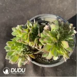 Aeonium Athena Cristata-4 - Image 2