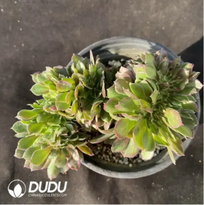 Aeonium Athena Cristata-4 - Image 2