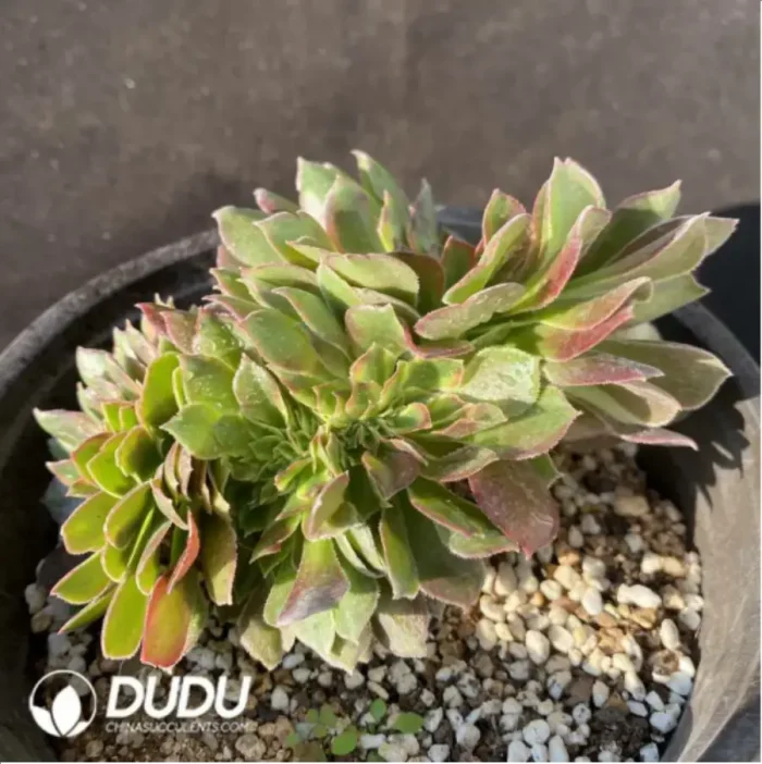 Aeonium Athena Cristata-3 - Image 2