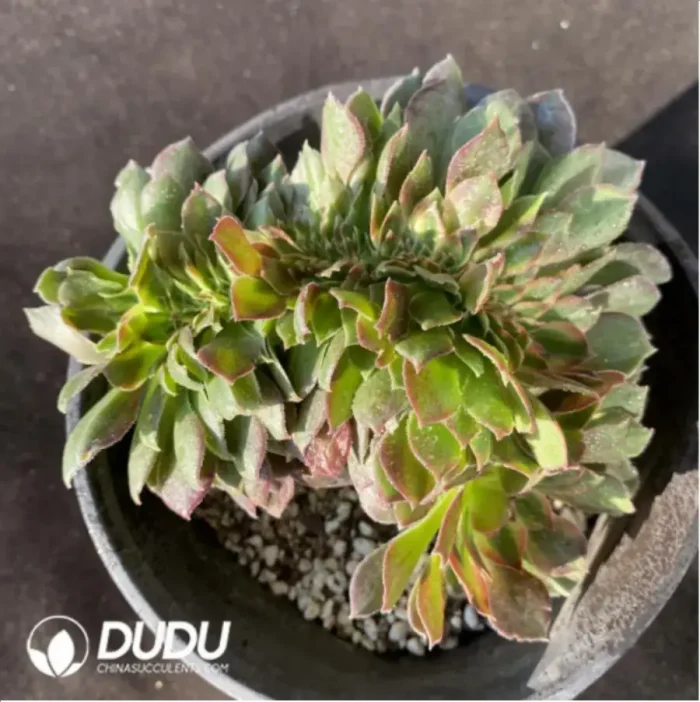 Aeonium Athena Cristata-2 - Image 2