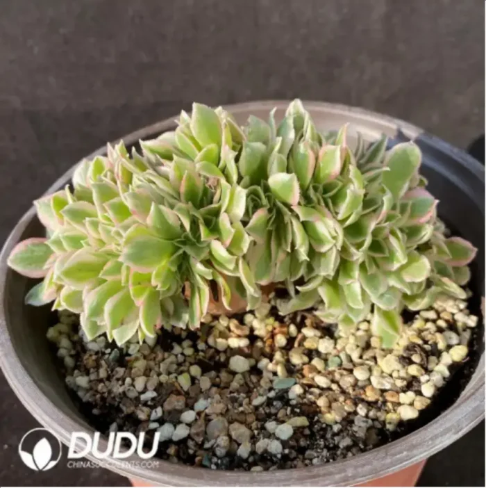 Aeonium Goddess Cristata-5 - Image 2