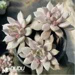Echeveria Blood Moon Variegated
(Ramdon single head, double head, cluster) - Image 2