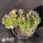 Aeonium Goddess Cristata-2 - Image 2