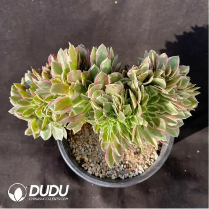 Aeonium Goddess Cristata-2 - Image 2